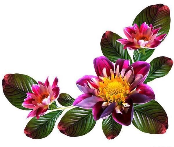 عکس png لایه باز