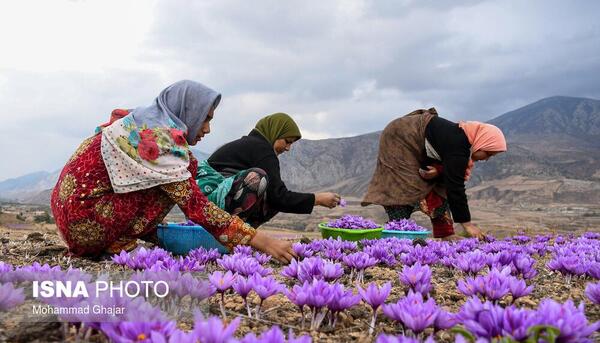 عکس تصاویر زعفران وامنان