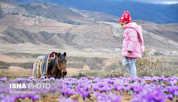 عکس تصاویر زعفران وامنان