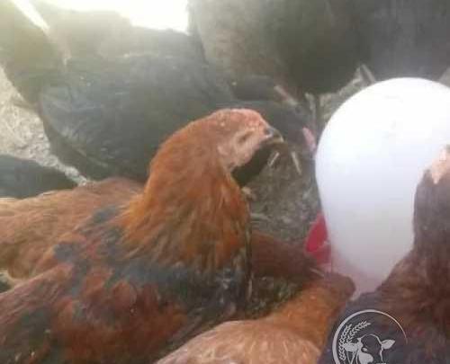 عکس جوجه چهل تاج
