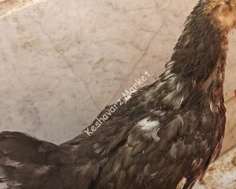 عکس جوجه چهل تاج