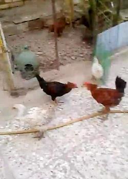 عکس جوجه چهل تاج