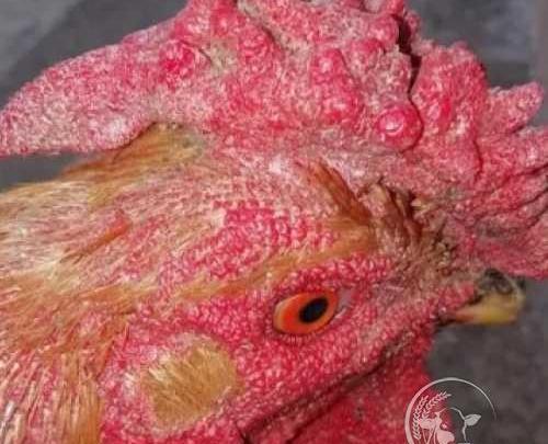 عکس جوجه چهل تاج