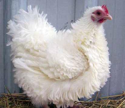 عکس جوجه چهل تاج