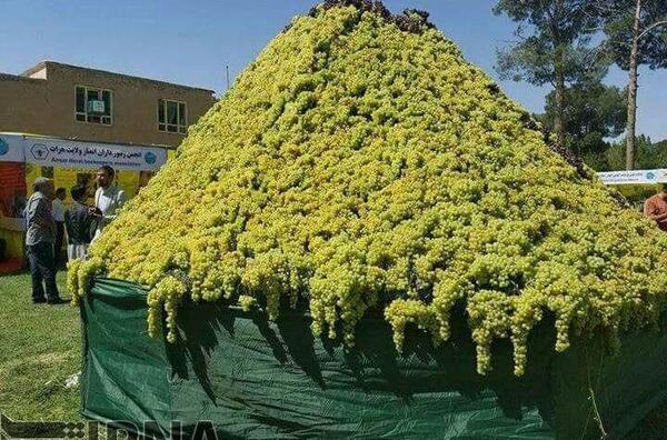 عکس گل کابل