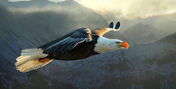 عکس عقاب فول اچ دی