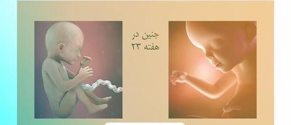 عکس جنین ایستاده
