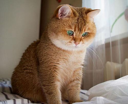 عکس گربه ایستاده