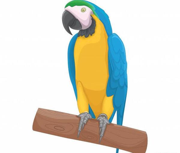 عکس دانلود وکتور طوطی