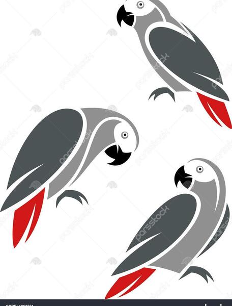 عکس دانلود وکتور طوطی