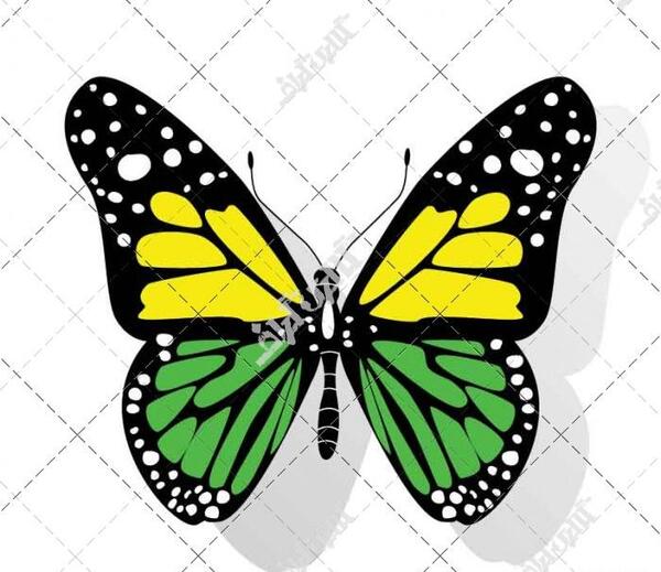 عکس وکتور پروانه