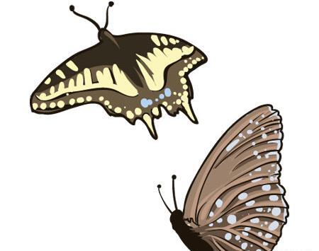 عکس وکتور پروانه