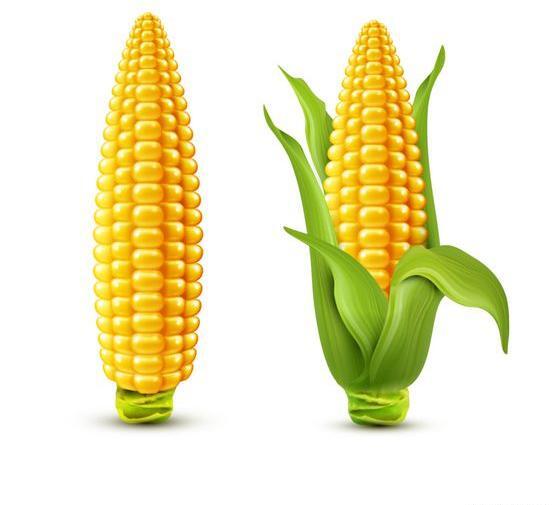 عکس نقاشی فانتزی ذرت