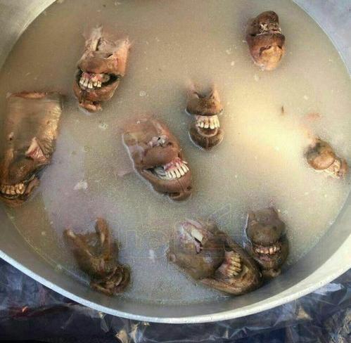 عکس پشه خنده دار
