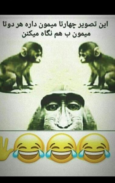 عکس پشه خنده دار