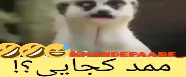 عکس طنز ممد قلی