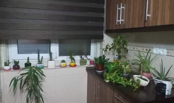 عکس گل نی نی سایت