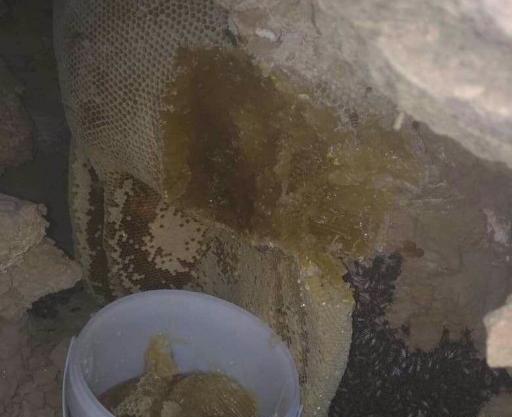 عکس پشه عسل