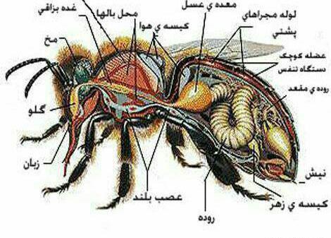 عکس پشه عسل