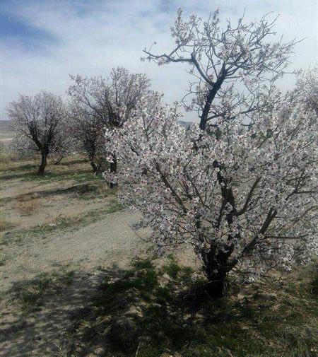 عکس روستای خلجان