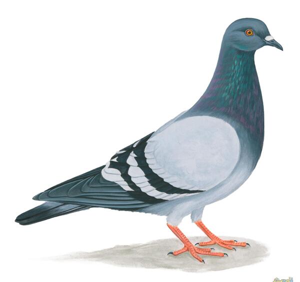 عکس کبوتر نشسته