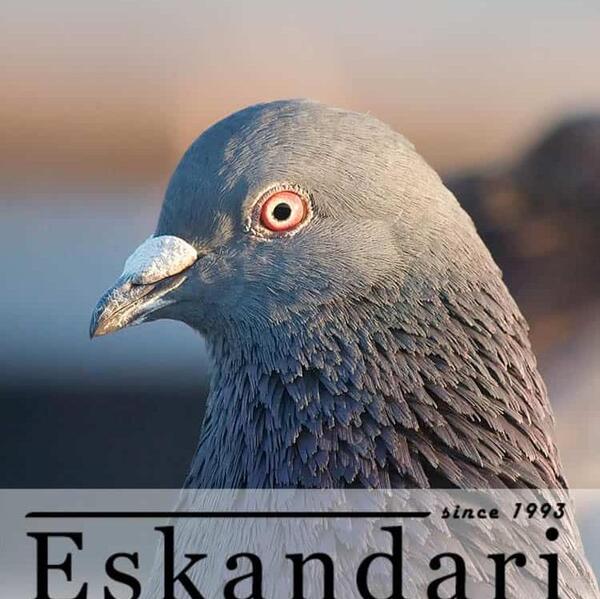 عکس کبوتر نشسته