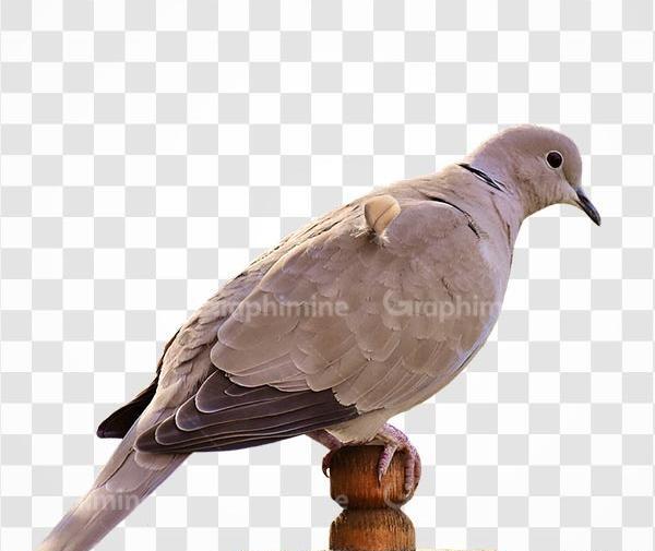 عکس کبوتر نشسته