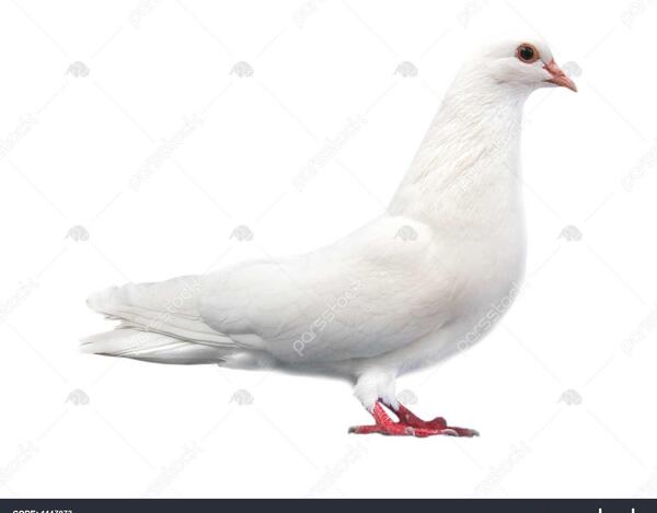 عکس کبوتر نشسته