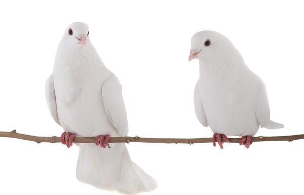 عکس کبوتر نشسته