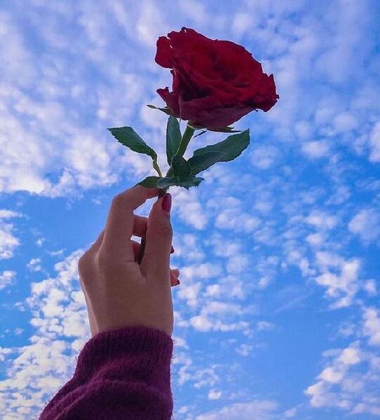 عکس دست دونفره روی گل
