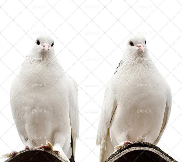 عکس پس زمینه نشسته