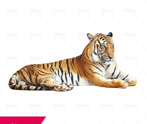 عکس پس زمینه نشسته