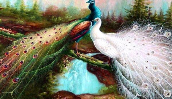 عکس زمینه گوشی طاووس