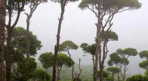 عکس پرچم لبنان نشانه چیست
