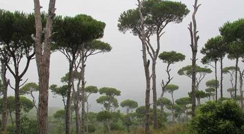 عکس پرچم لبنان نشانه چیست