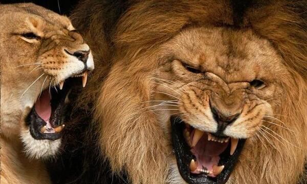 عکس هایی از شیر وحشی