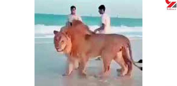 عکس هایی از شیر وحشی