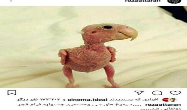 عکس سیمرغ رضا عطاران