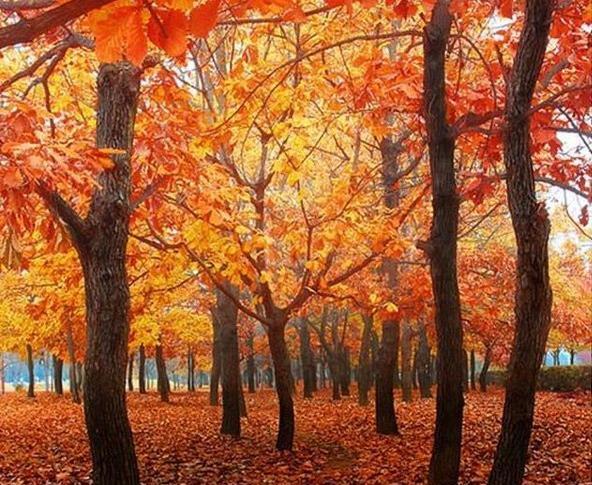 عکس پاییز زیبا و جذاب