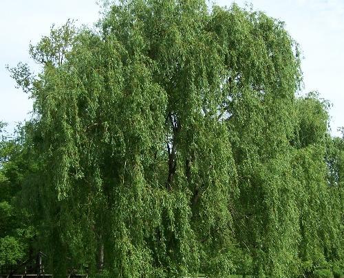 عکس درخت بید مجنون ایرانی