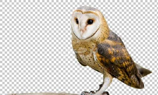 عکس لایه باز جغد