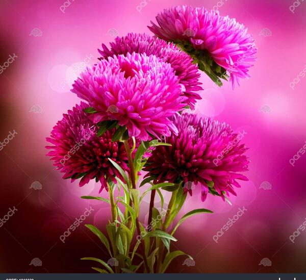 عکس گل مینا صورتی