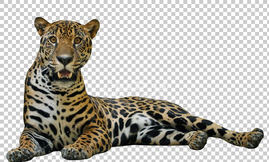 عکس حیوانات png
