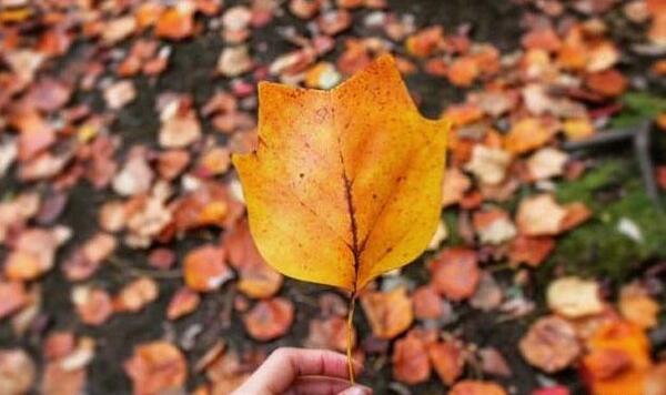 عکس پاییز شروع شد