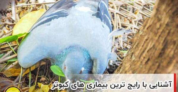 عکس شپش یاکریم