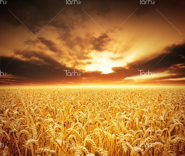عکس گندم زار با عدد ۲۲۲