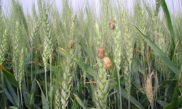 عکس گندم زار با عدد ۲۲۲