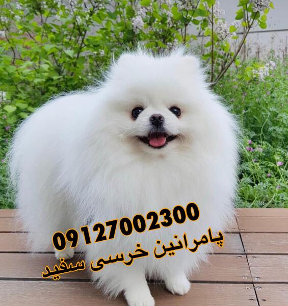 عکس سگ خرسی