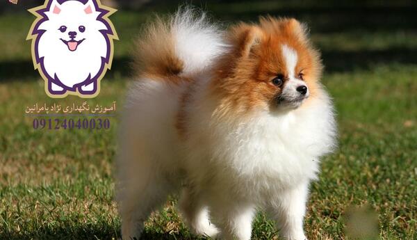 عکس سگ خرسی