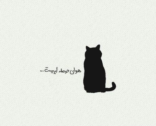 عکس گربه غمگین برای پروفایل